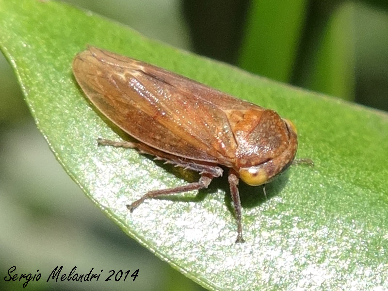 Rhytidodus decimusquartus  dal Ravennate